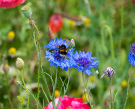 How to attract pollinators in a small space