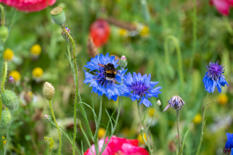 How to attract pollinators in a small space