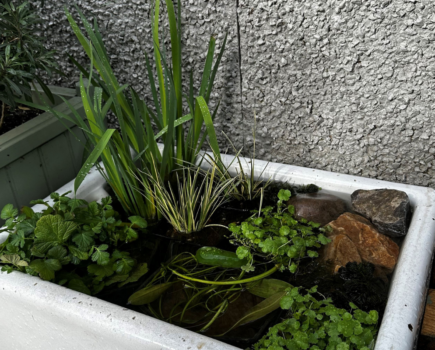 How to make a wildlife-attracting water feature