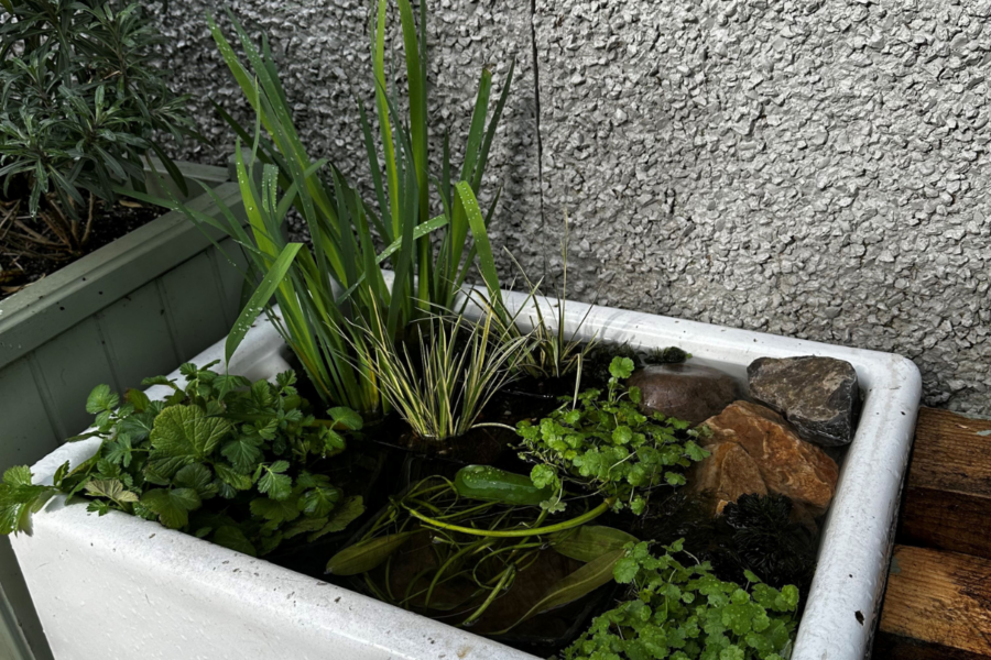 How to make a wildlife-attracting water feature