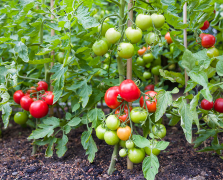 How to get more tomatoes from unwanted shoots