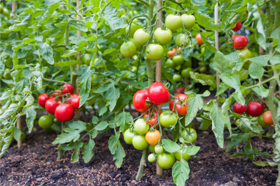 How to get more tomatoes from unwanted shoots