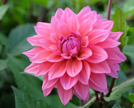 How to grow canna lilies and dahlias