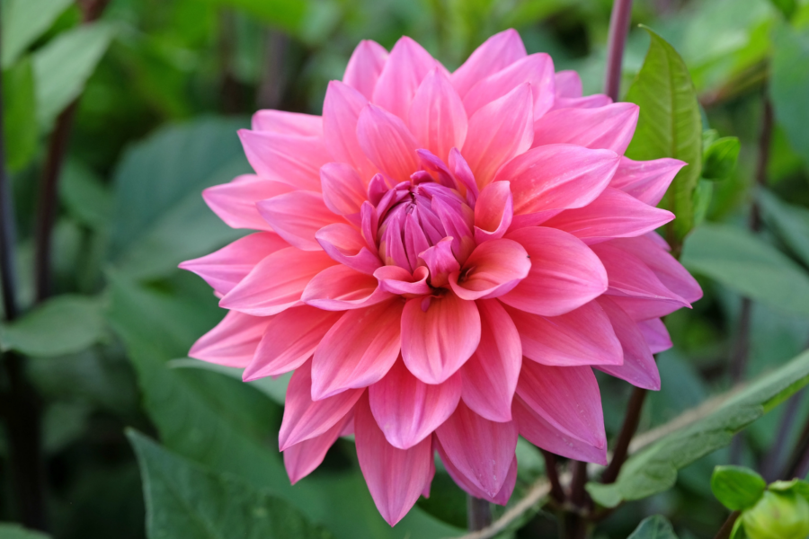 How to grow canna lilies and dahlias