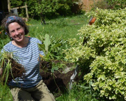 How to remove weeds from a perennial