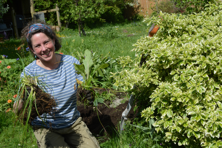 How to remove weeds from a perennial