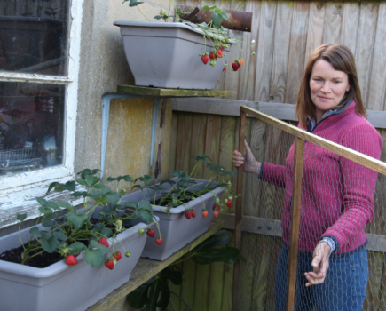 How to maximise soft fruit harvests and grow globe artichokes