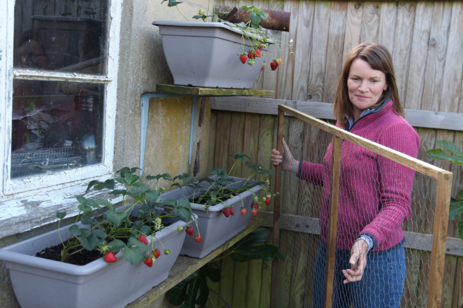 How to maximise soft fruit harvests and grow globe artichokes