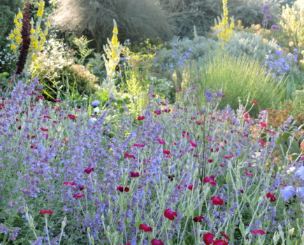 How to grow Nepeta       