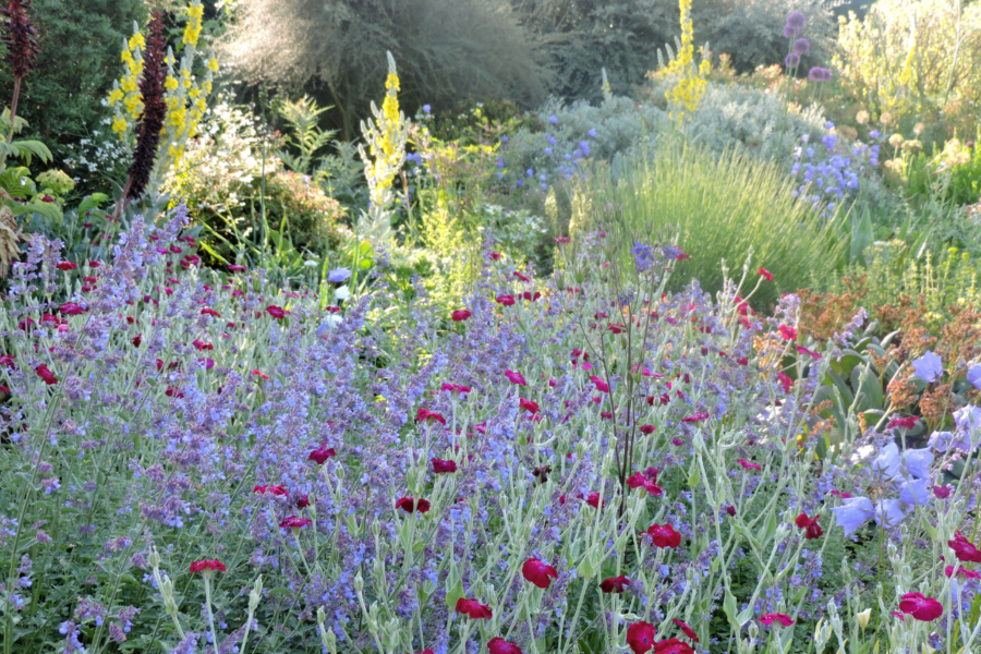 How to grow Nepeta       