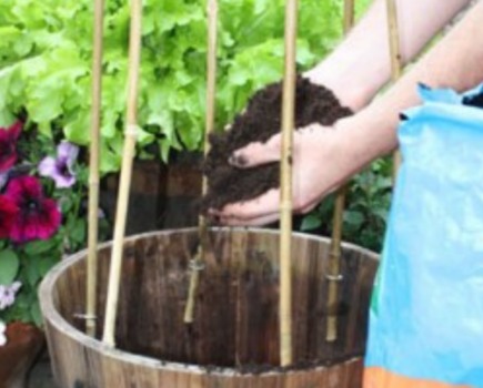 Planting up patio containers