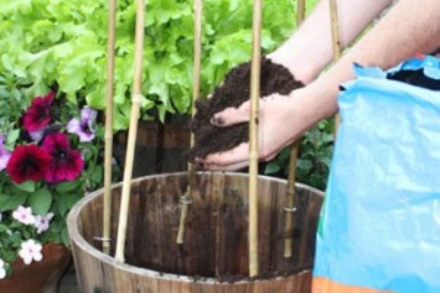 Planting up patio containers