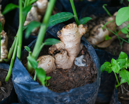 Try growing some exotic flavours