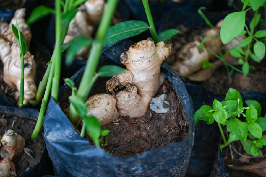 Try growing some exotic flavours