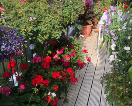 How to Grow a potager hanging basket