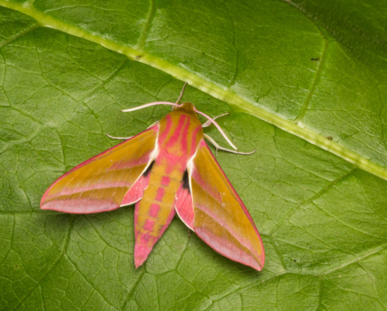 Getting to know hawk-moths