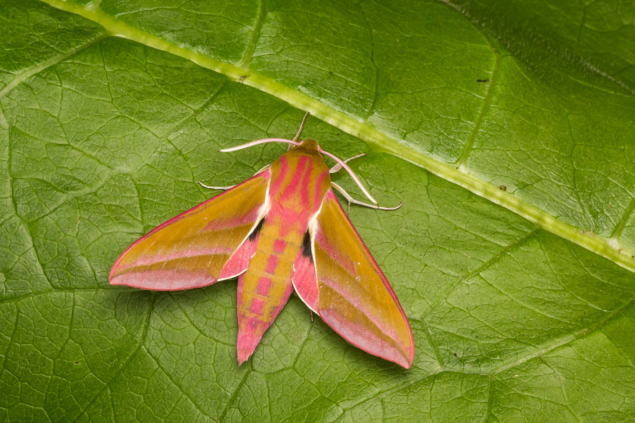 Getting to know hawk-moths