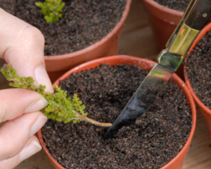 How to take stem-tip heather cuttings