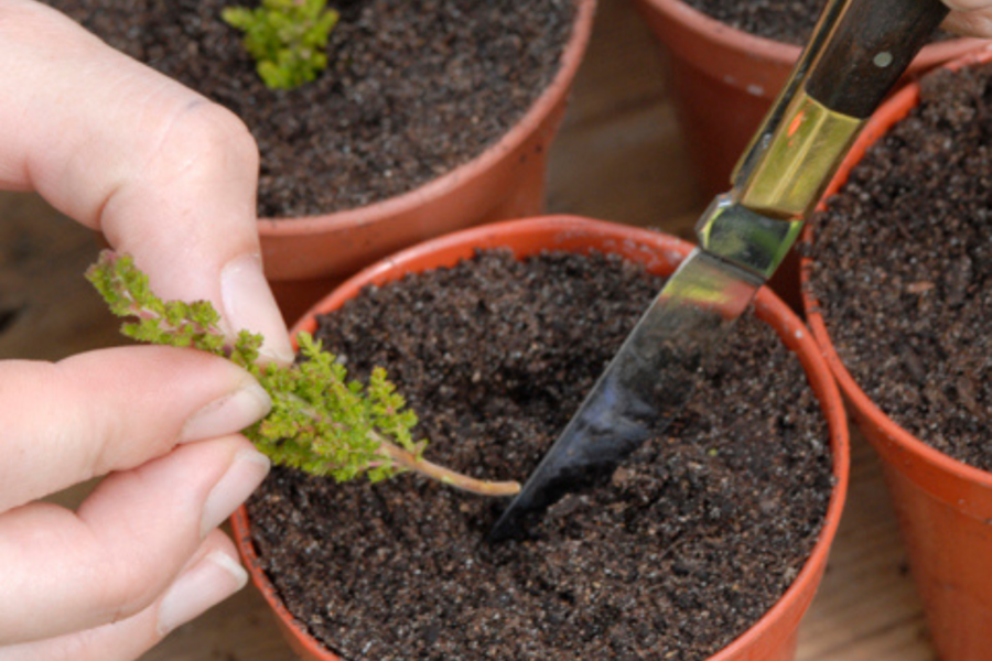 How to take stem-tip heather cuttings