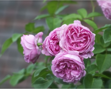 Top 10 roses for scent