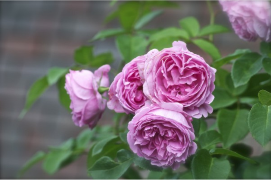 Top 10 roses for scent