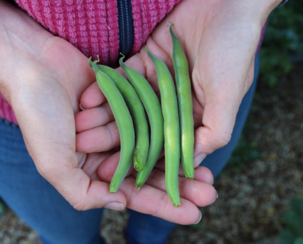 Step-by-Step Three Dishes from Broad Beans