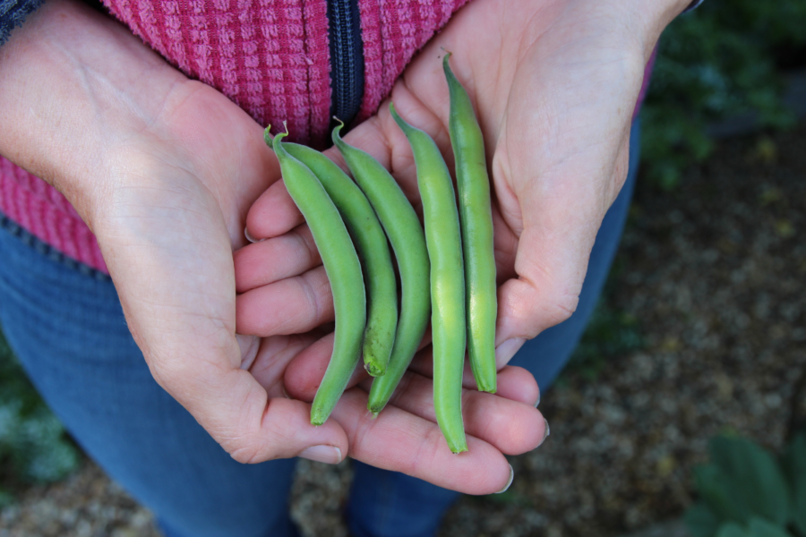 Step-by-Step Three Dishes from Broad Beans