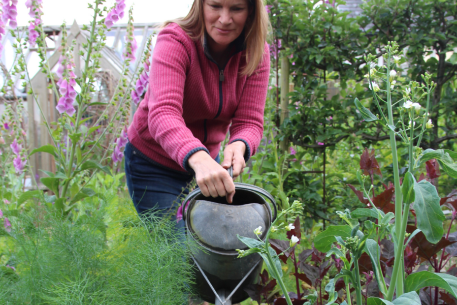 How to water crops wisely and look after summer strawberries