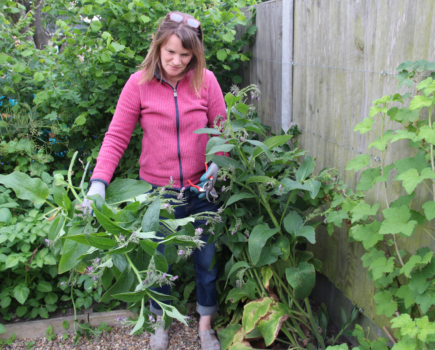 Step by Step – Make Comfrey Plant Food