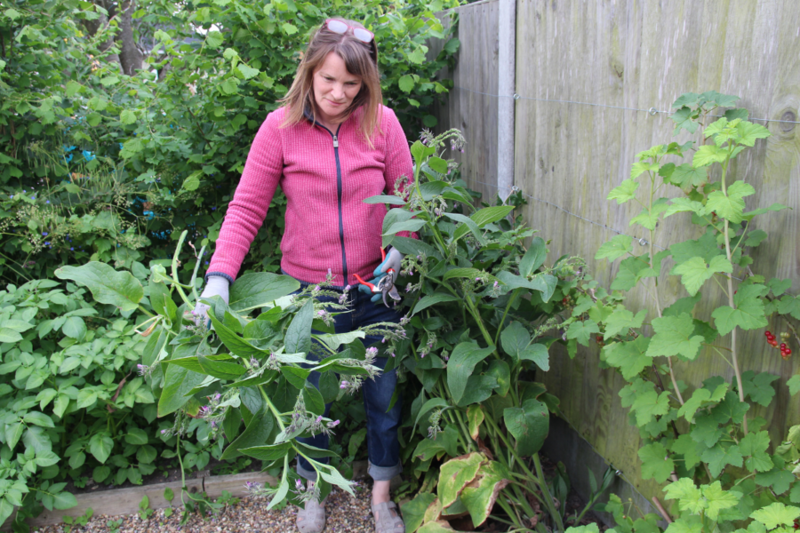 Step by Step – Make Comfrey Plant Food