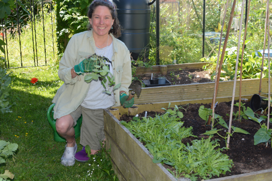 A busy summer garden