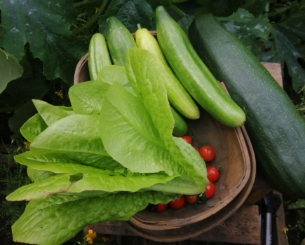 Low-carb food growing