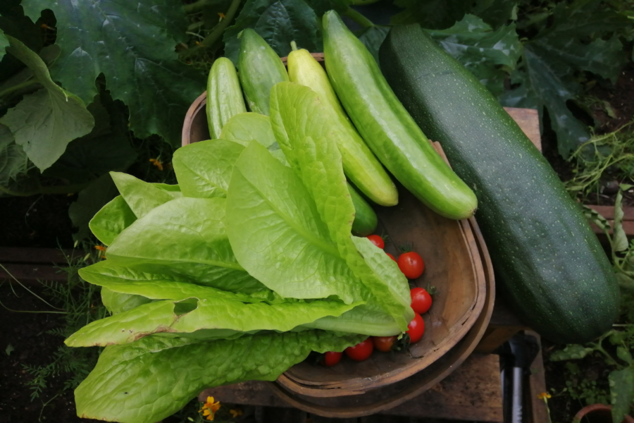 Low-carb food growing