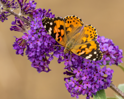 Getting to know – the painted lady butterfly