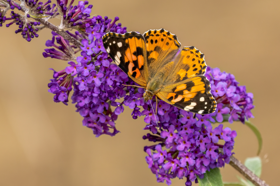 Getting to know – the painted lady butterfly