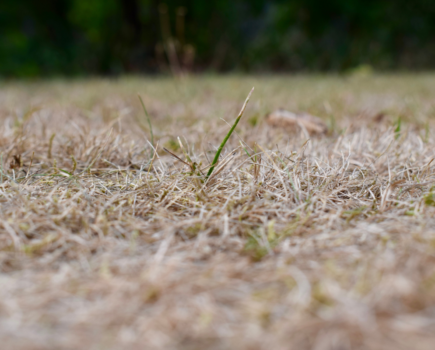 Helping your lawn survive drought