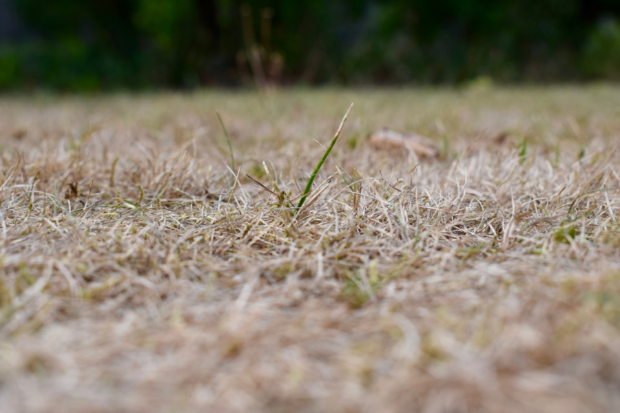 Helping your lawn survive drought