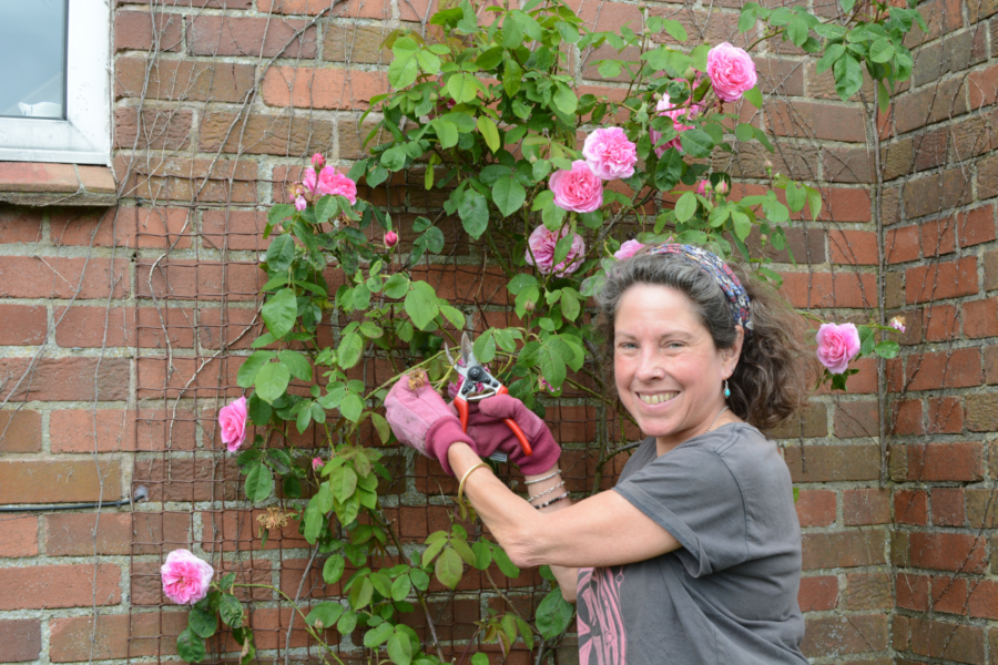 Essential summer rose care