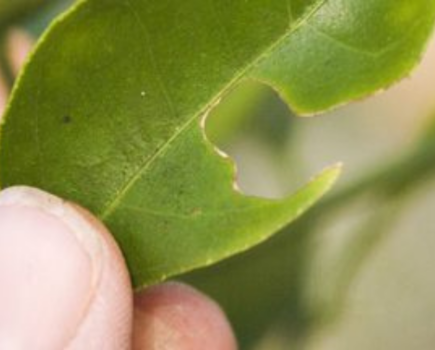 Summer citrus care