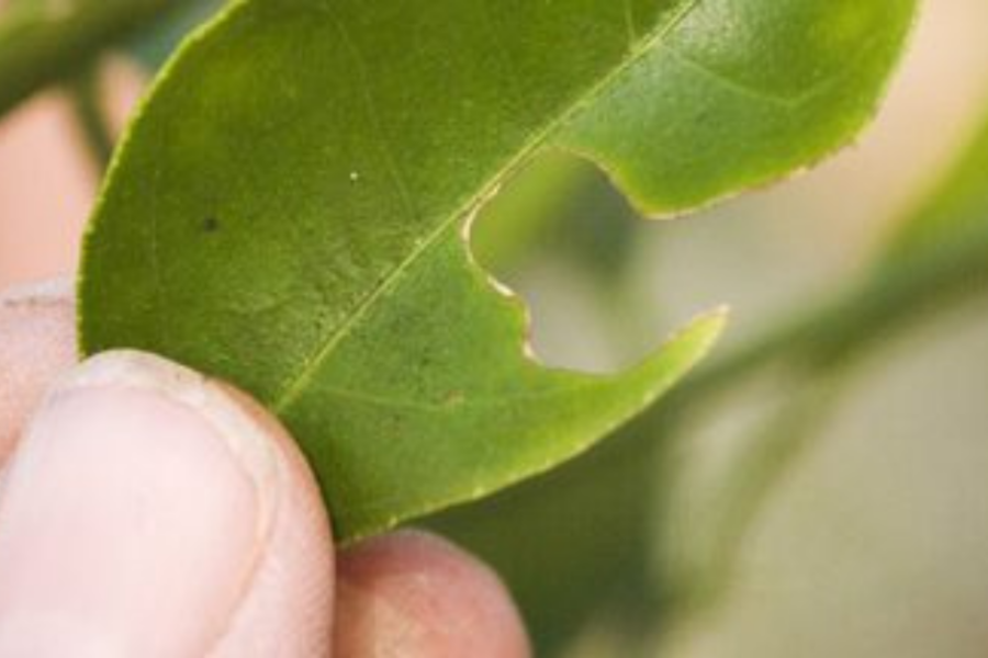 Summer citrus care