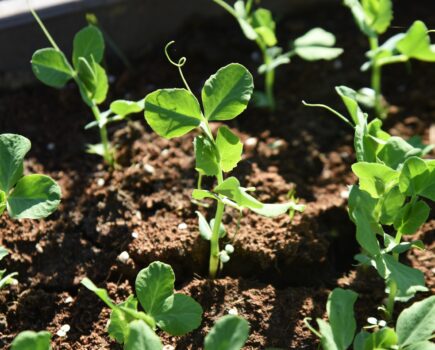 Easy ways to secure more harvests later in the year