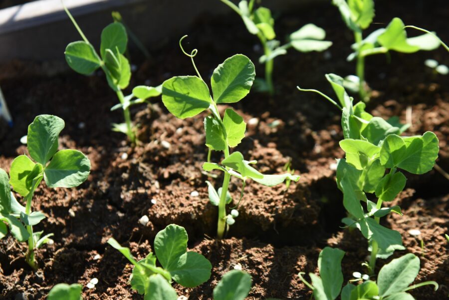 Easy ways to secure more harvests later in the year