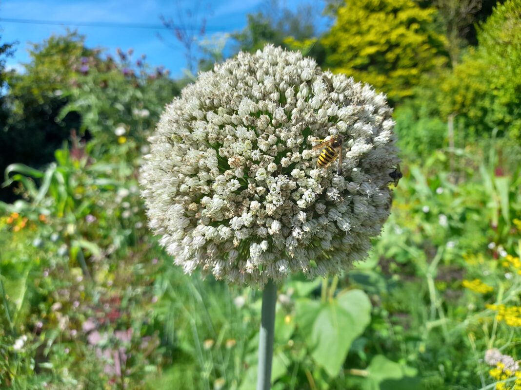 Top 12 easy cut flowers from the vegetable garden