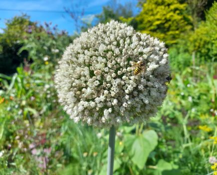 Top 12 easy cut flowers from the vegetable garden