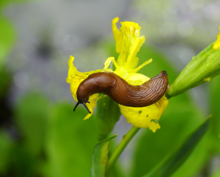 How to deal with slugs