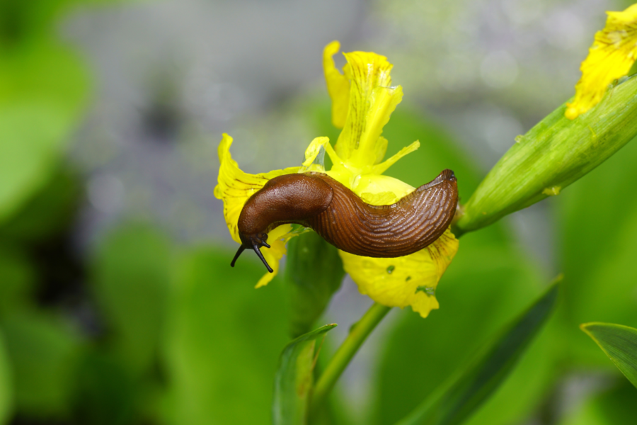 How to deal with slugs