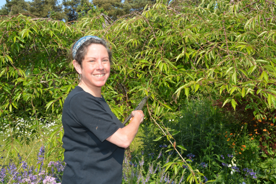 What to tackle during midsummer pruning