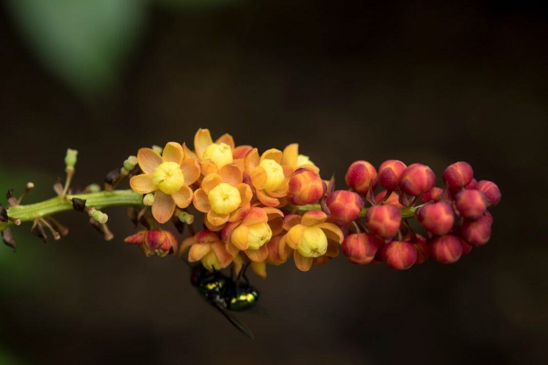 Easy flowering shrubs for August