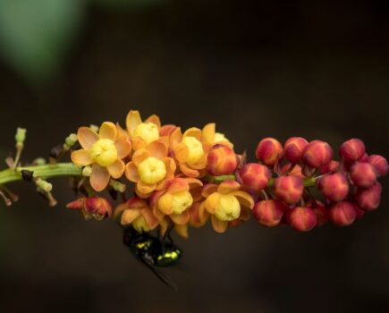 Easy flowering shrubs for August