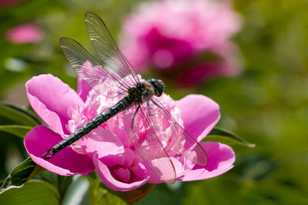 Getting to know dragonflies